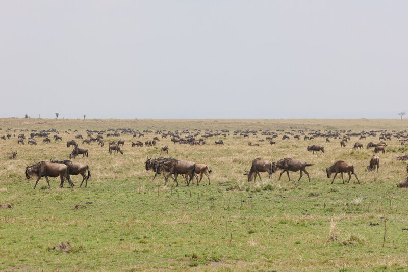 safariedited-455