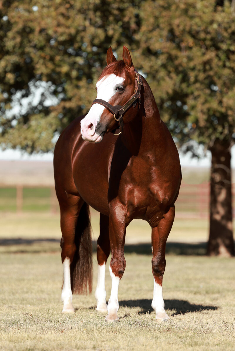 Cats Picasso, an award winning, sorrel, performance stallion with brown coat and white snout and lower legs.
