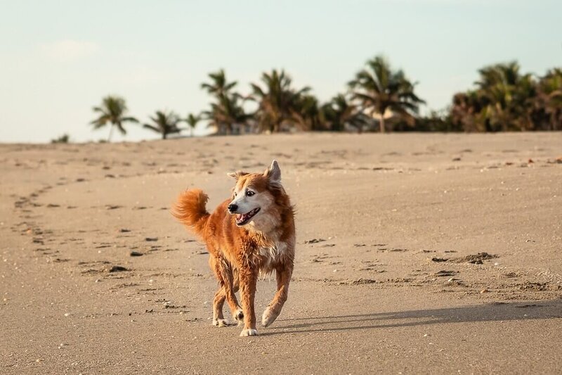 dog on the beach