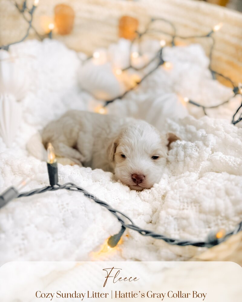Cozy Sunday litter.zip - Pilsner (4)