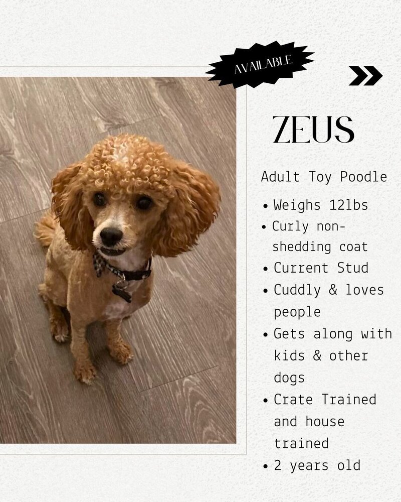 Guardian - 6th page Zeus