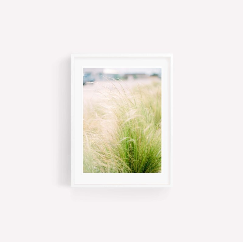 DesertGrass_WhiteFrame