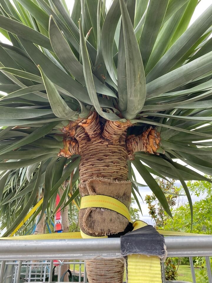 Dragon Tree Multi-Headed - Dracaena Draco Dragon Tree - Exotic plants and trees sydney - Go Green Nurseries