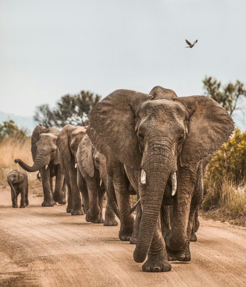 African elephant