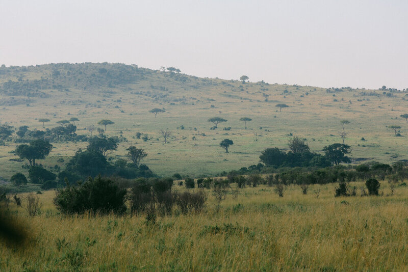 safariedited-491