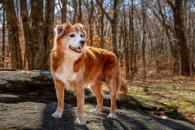 dog on a hike