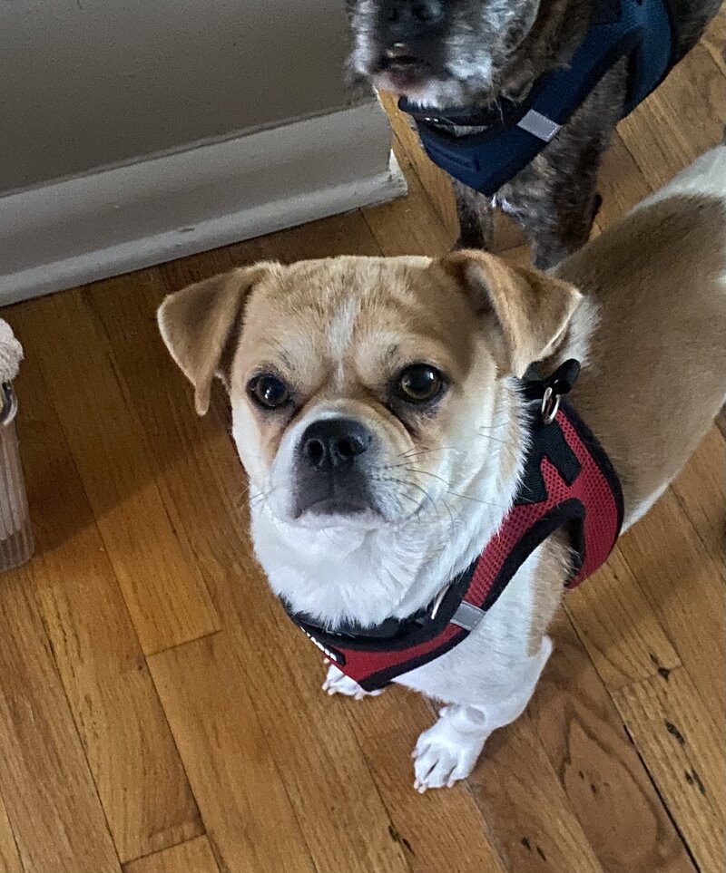 Smuggy2