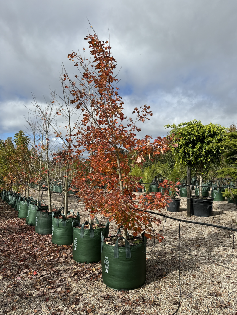 Acer x Freemanii - Lipstick Maple Autumn Blaze - Go Green Nurseries - Mature Trees Sydney - Plant Nursery