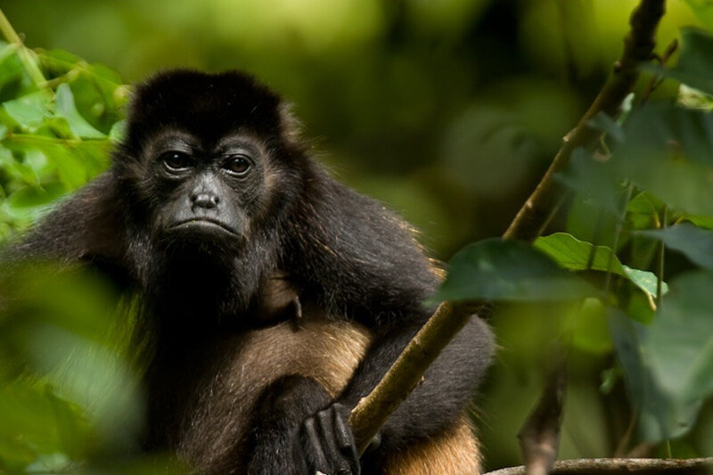 monkey face blue spirit costa rica