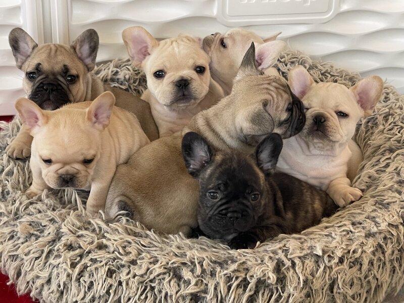 Litter of french bulldog puppies cuddled together in a bed