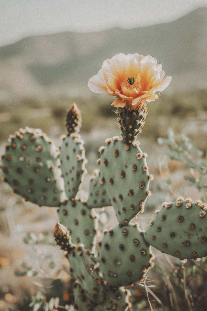 Prickly pear with flowers in the desert