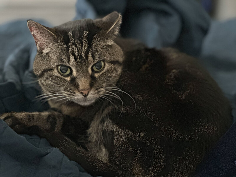 Gray and black tabby cat on a blue blanket looking into the camera