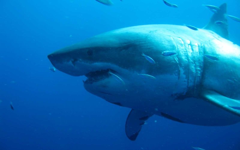 deep blue shark 22 feet