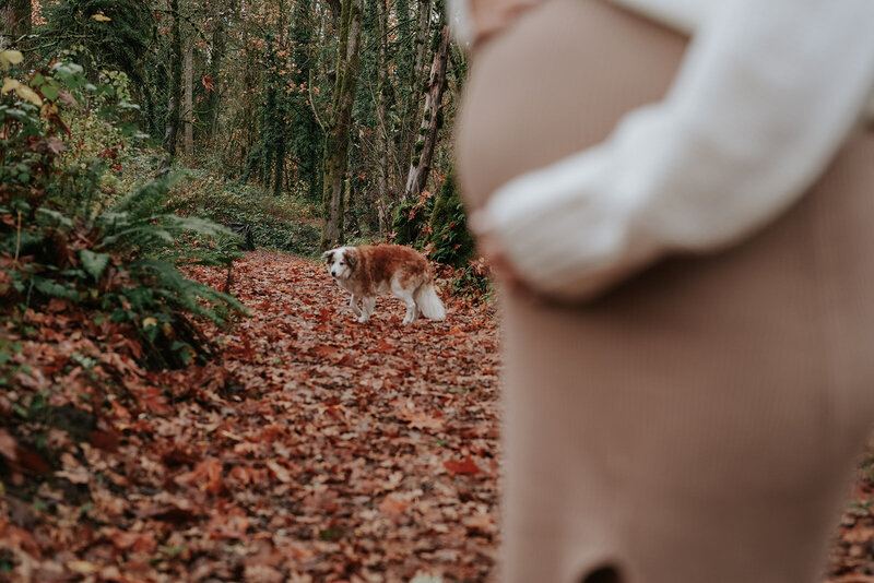 Maternity session with dogs too. 