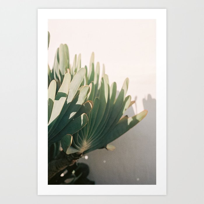 botanical-cactus-cape-town-travel-photography-prints