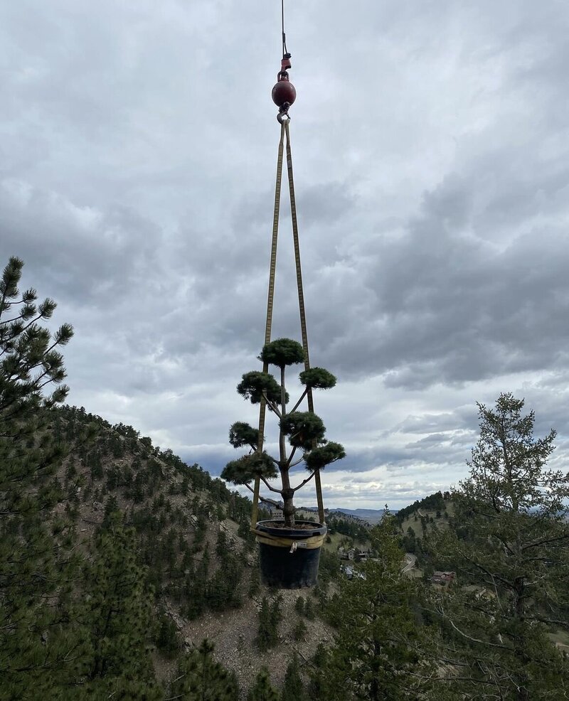 Precision tree installation by Mountainside Crane Service