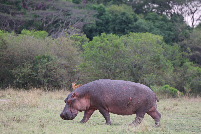 safariedited-116