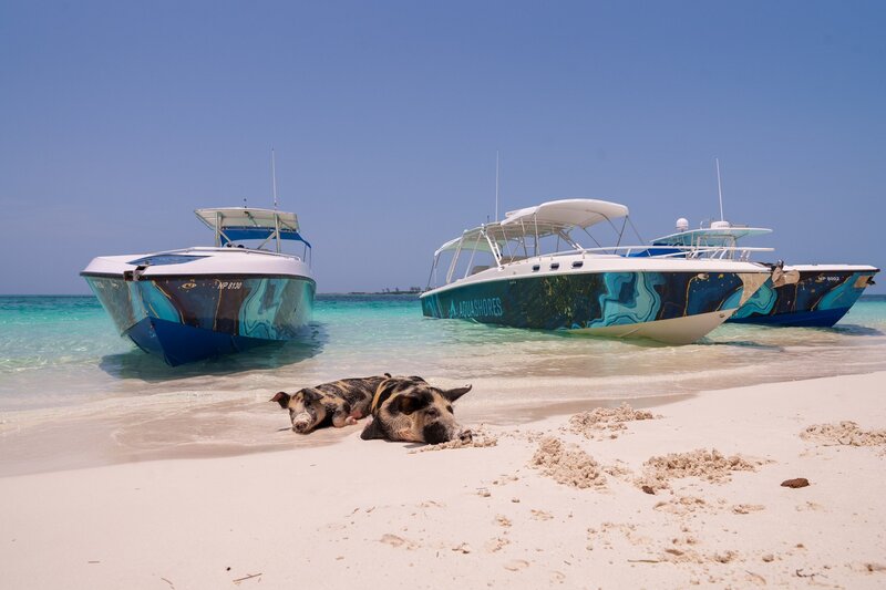 Two spotted pigs sleeping on the sand in front of two Aqua Shores boats