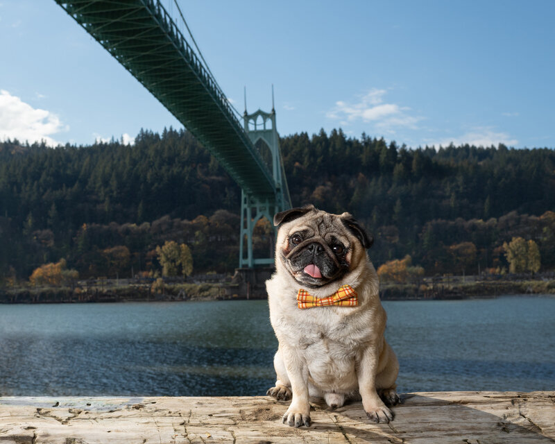 pug in front of water