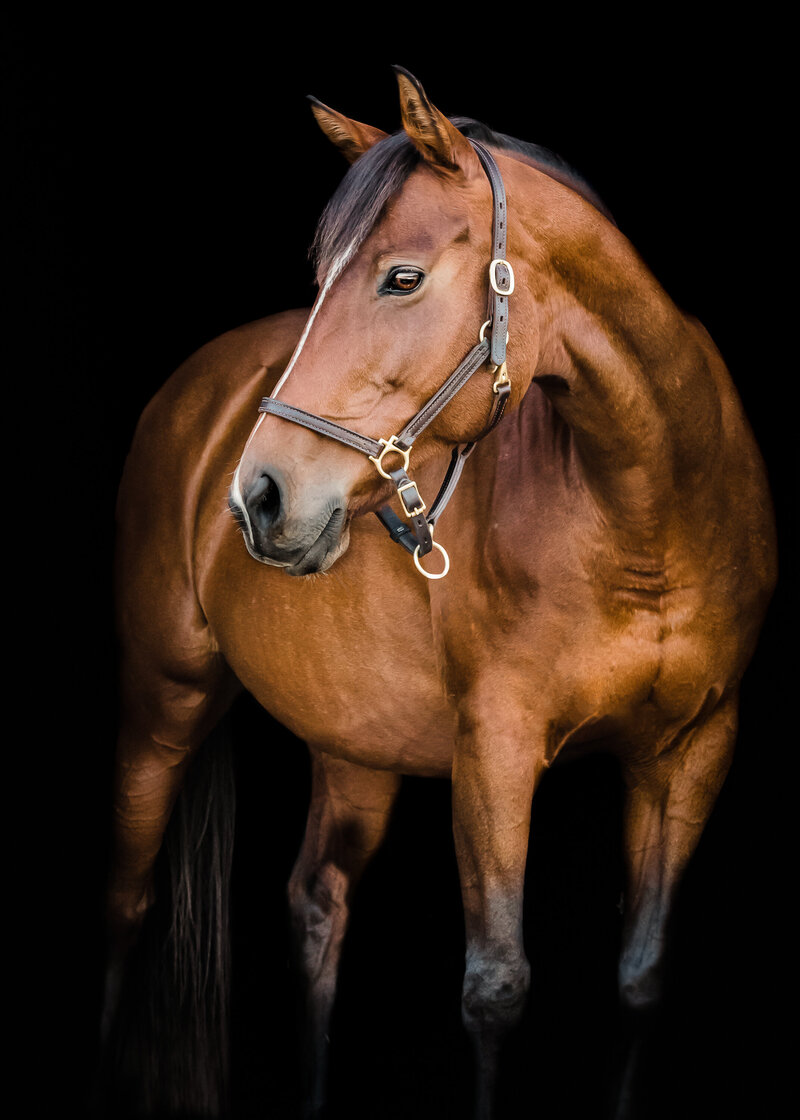 Black background bay horse with halter on standing sideways with white stripe on face  by Michigan Equine Photographer Stephanie Anne