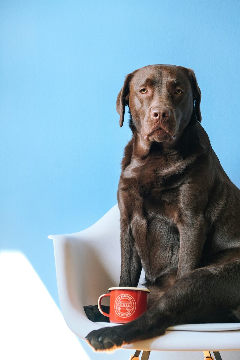 Pet Photographer Mid-Michigan Website Design Warm Clean Organic 29