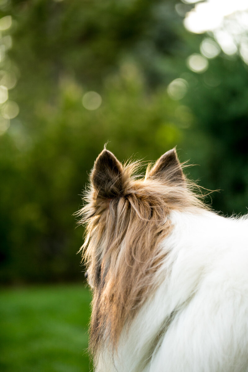 back of a collie's head photo