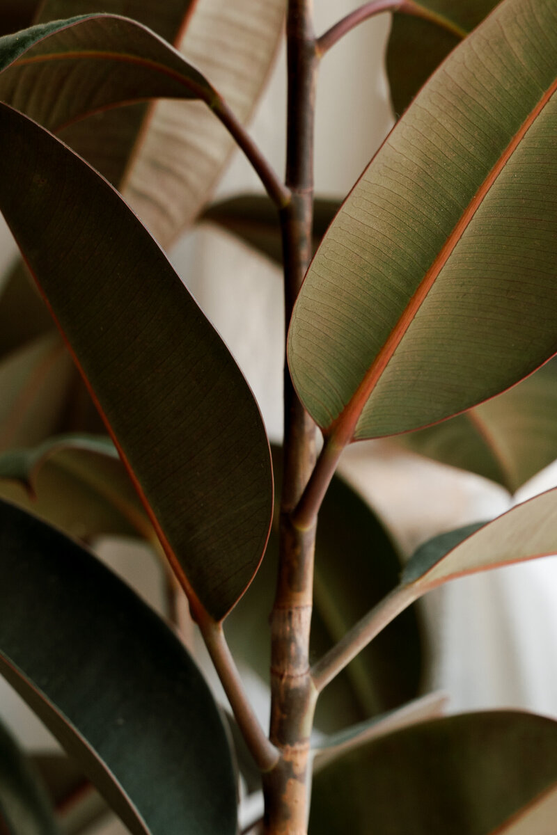 Close-up of green indoor plant in a softly lit therapy office, reflecting a calming and embodied space for somatic therapy in New York City.