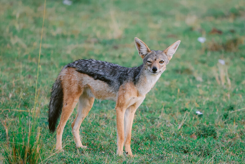 safariedited-264