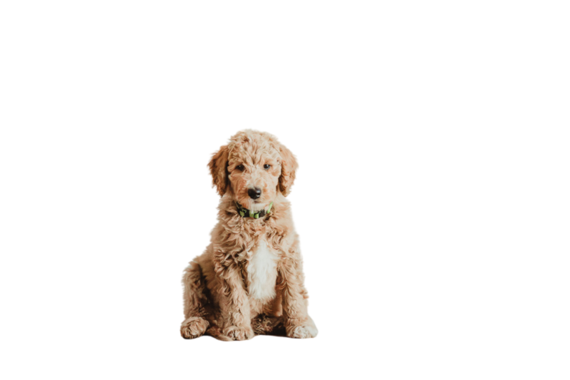 Apricot Abstract Poodle Puppy sitting