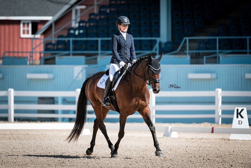 Donna Phoebe KF, 2016 Warmblood mare for sale