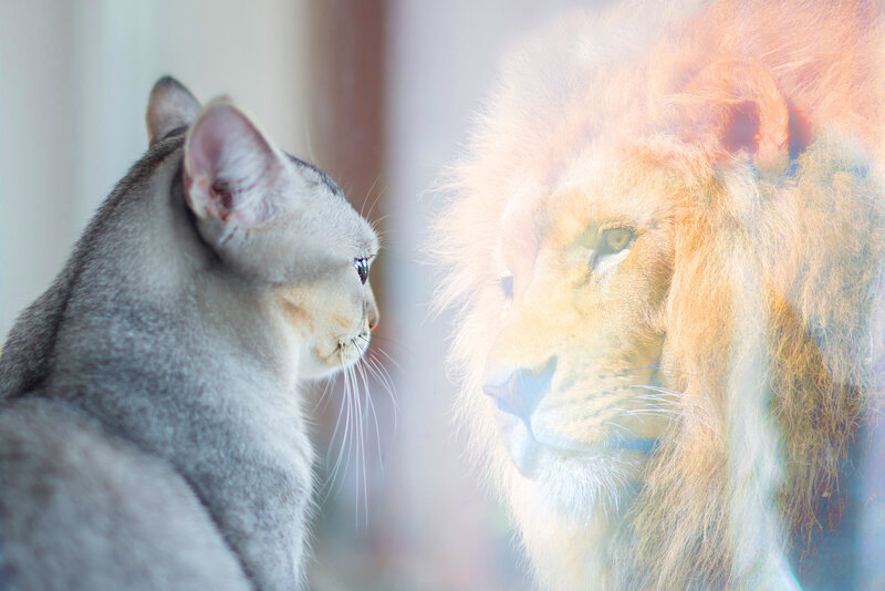 Grey cat looking in mirror with lion
