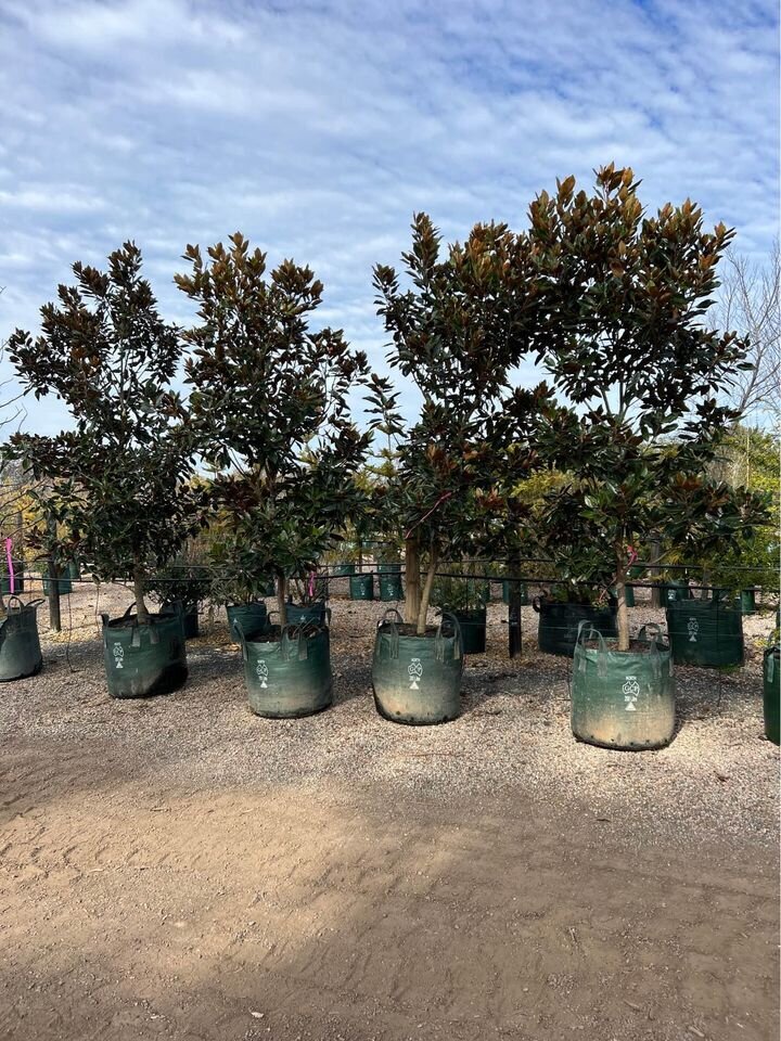 Mature magnolia little gem trees for sale sydney