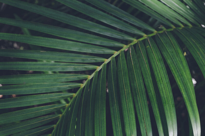 green plant with large leaves