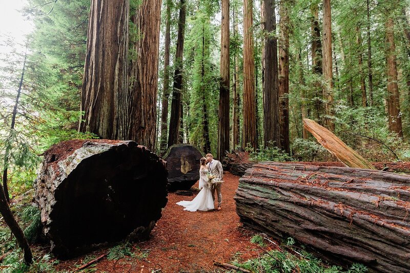 A bride and groom elopes to Redwoods National Park and kisses in front of many fallen Redwood trees.