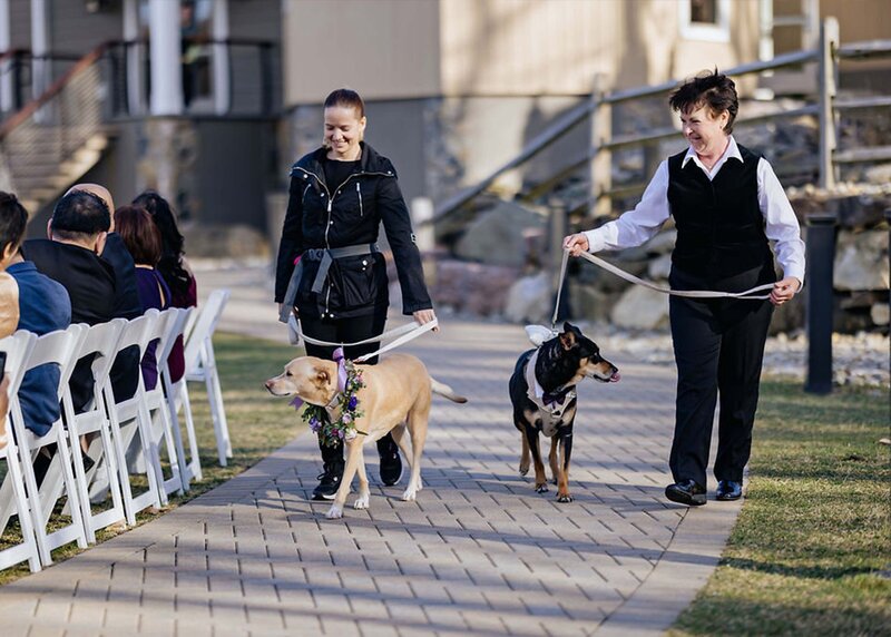 pawfect-for-you-work-for-us-wedding-pet-sitters-dog-walking-aisle