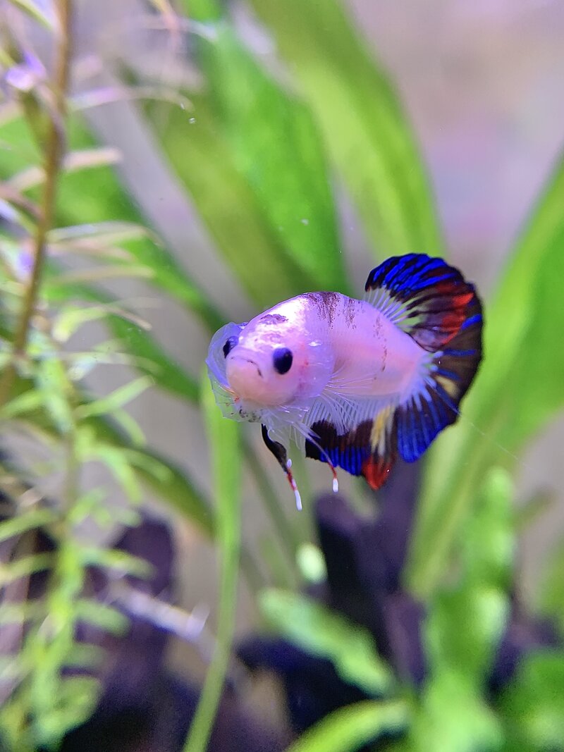 photo of walter after he is happy and healthy