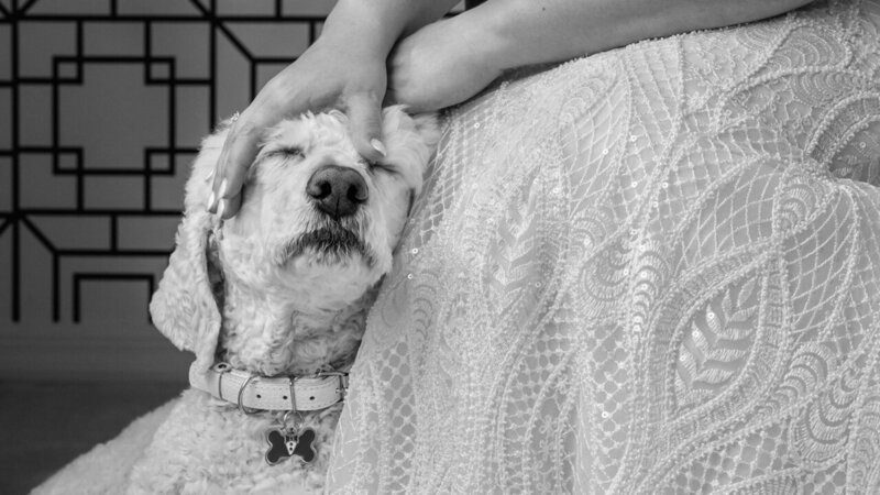 Dog with eyes closed, enjoying a head scratch from the bride on her wedding day, captured in a candid and real style.