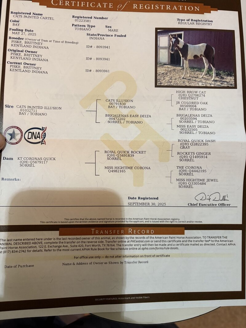 Cats Painted Cartel-Filly 1