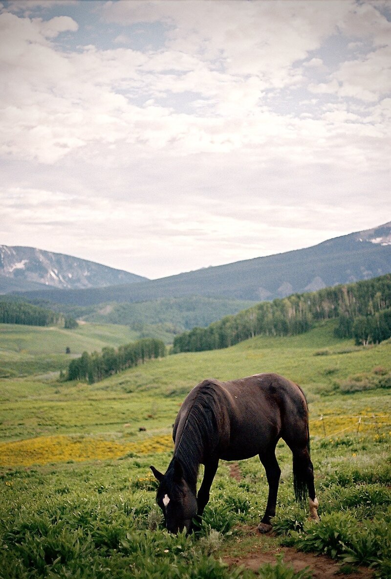 karleigh-and-jake-crested-butte-wildflower-elopement-on-35mm-film-25