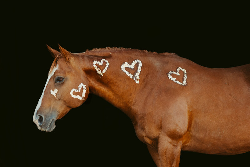 photo of horse