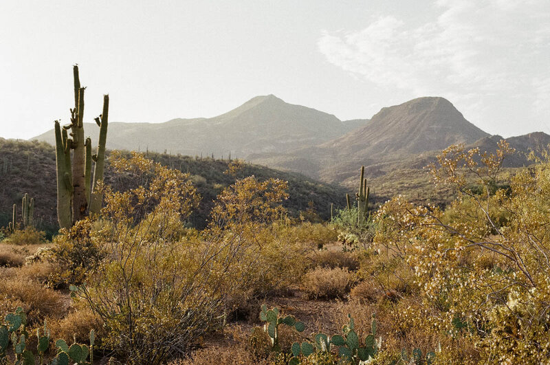 Film image of cacti in the desert with mountain range near sunset