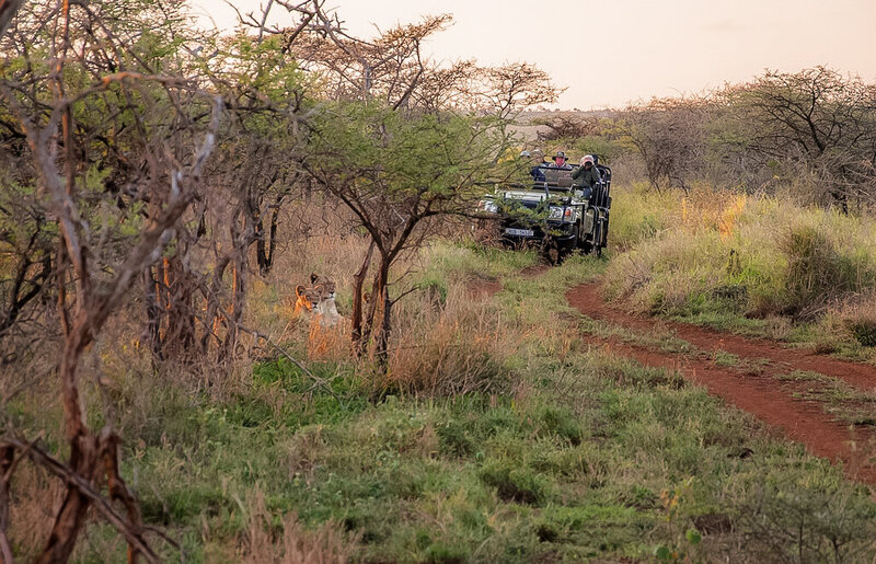 lions in the wild with a safari viewing truck in the background