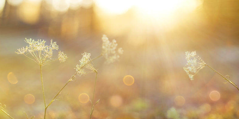 dreamscape2 (7)