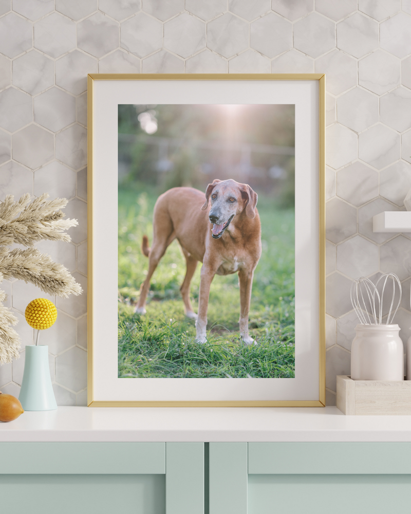 Framed Pet Art in Portland, Oregon