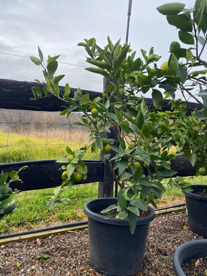 CITRUS AURANTIFOLIA | Kaffir Lime Tree