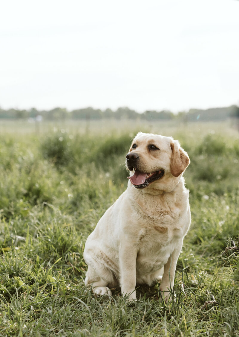 Fern | Yellow English Labrador | Hearthstone Labradors