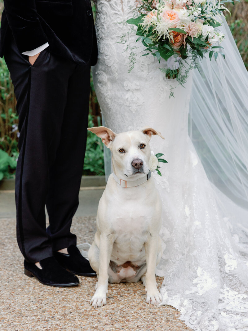 A bride and groom standing with their beloved dog on their wedding day