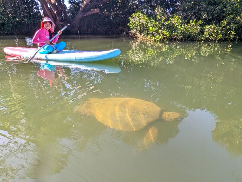 haleiwa-paddle-boarding