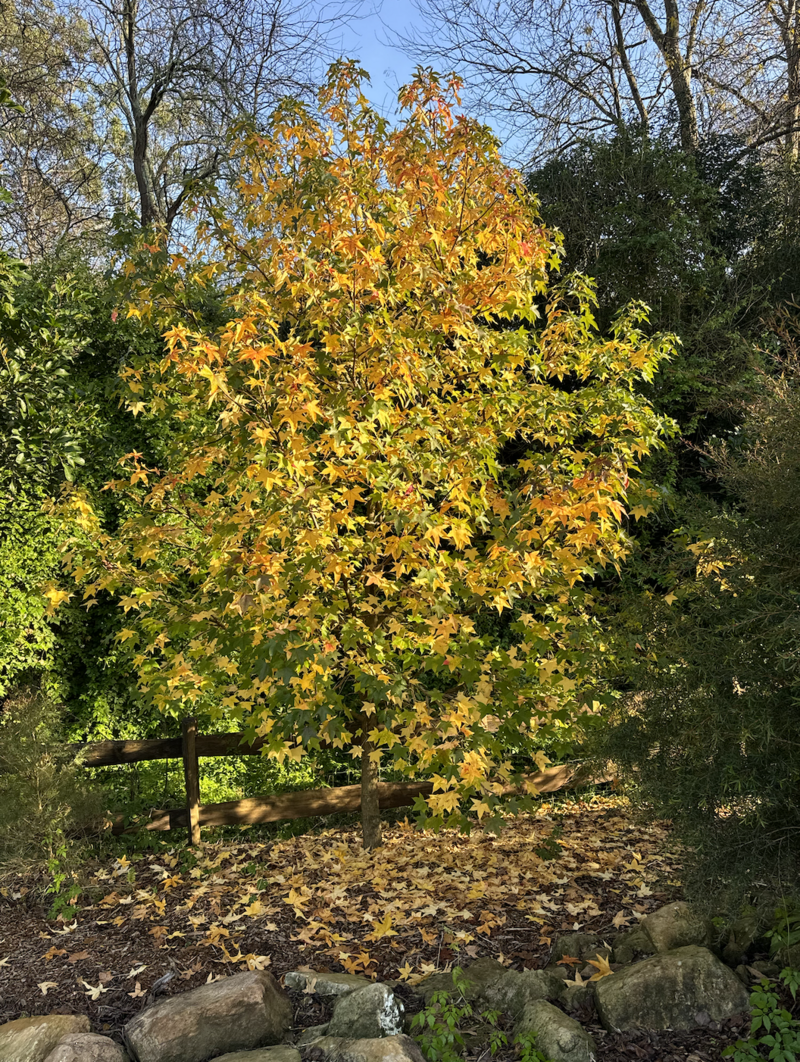 LIQUIDAMBAR STYRACIFLUA - mature trees sydney