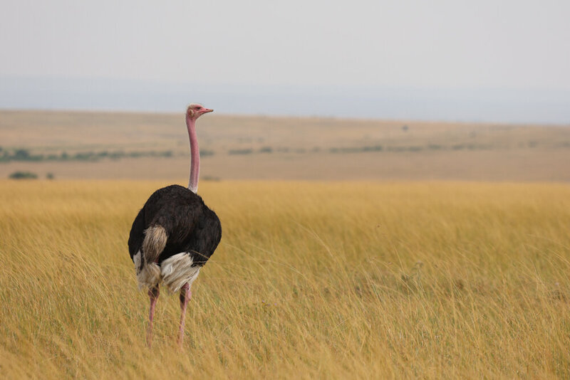 safariedited-069